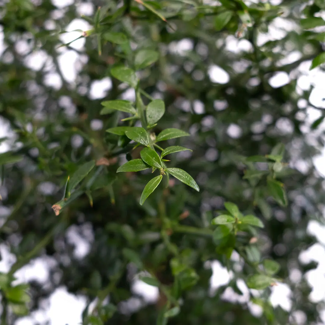 Микроцитрус Верде / Microcitrus Verde — цитрусовое растение, детальное фото
