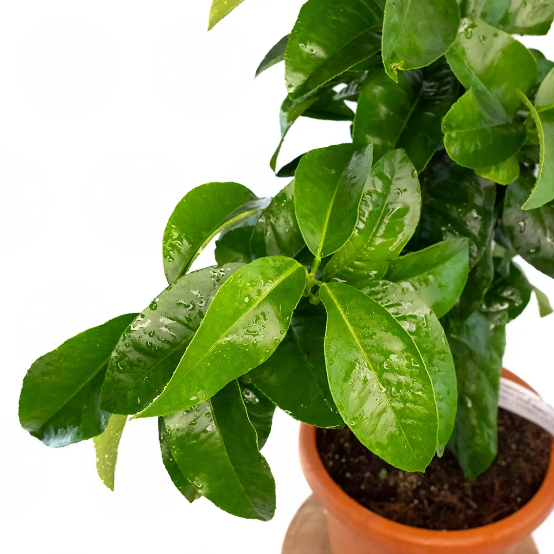 Бергамот Кастагнаро / Bergamot Castagnaro — цитрусовое растение, детальное фото
