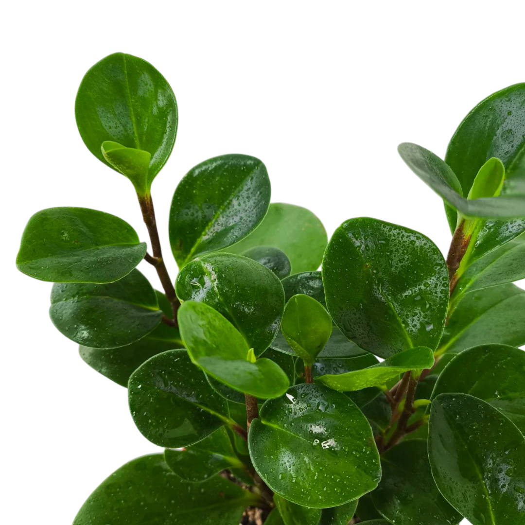 Пеперомия обтусифолия / Peperomia Obtusifolia купить