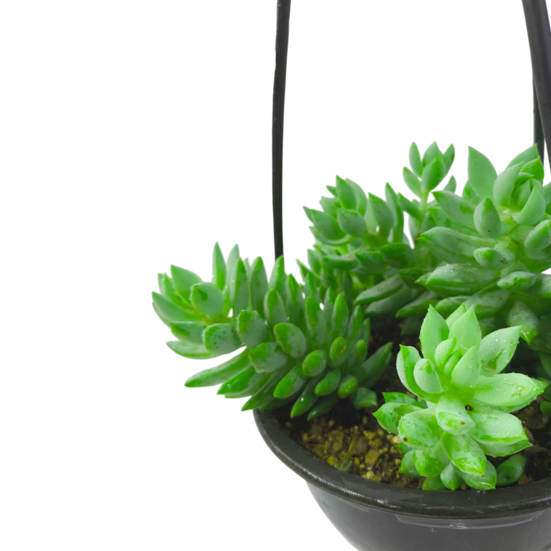 Гибрид седум х седеверия Гарри / Sedum х Sedeveria Harry купить