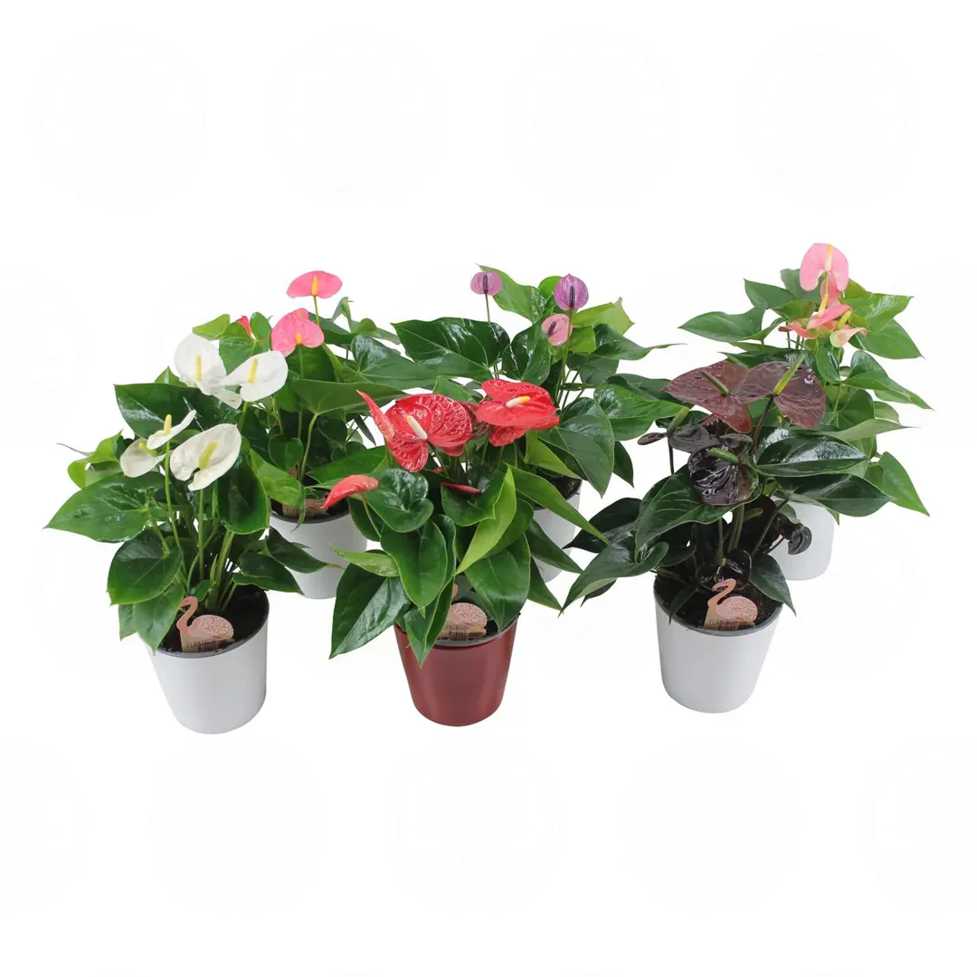 Антуриум Фламинго микс / Anthurium FLAMINGO MIX купить