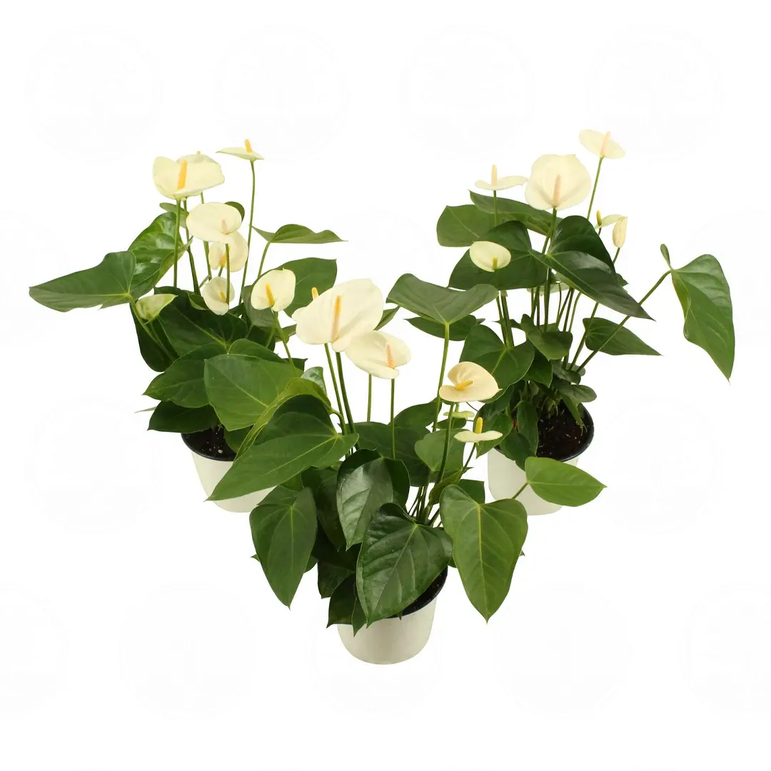 Антуриум Фламинго Вайт / Anthurium Flamingo White купить