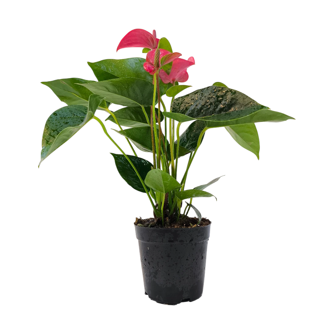 Антуриум Андрианум Пинк Чемпион / Anthurium Andreanum Pink Champion купить