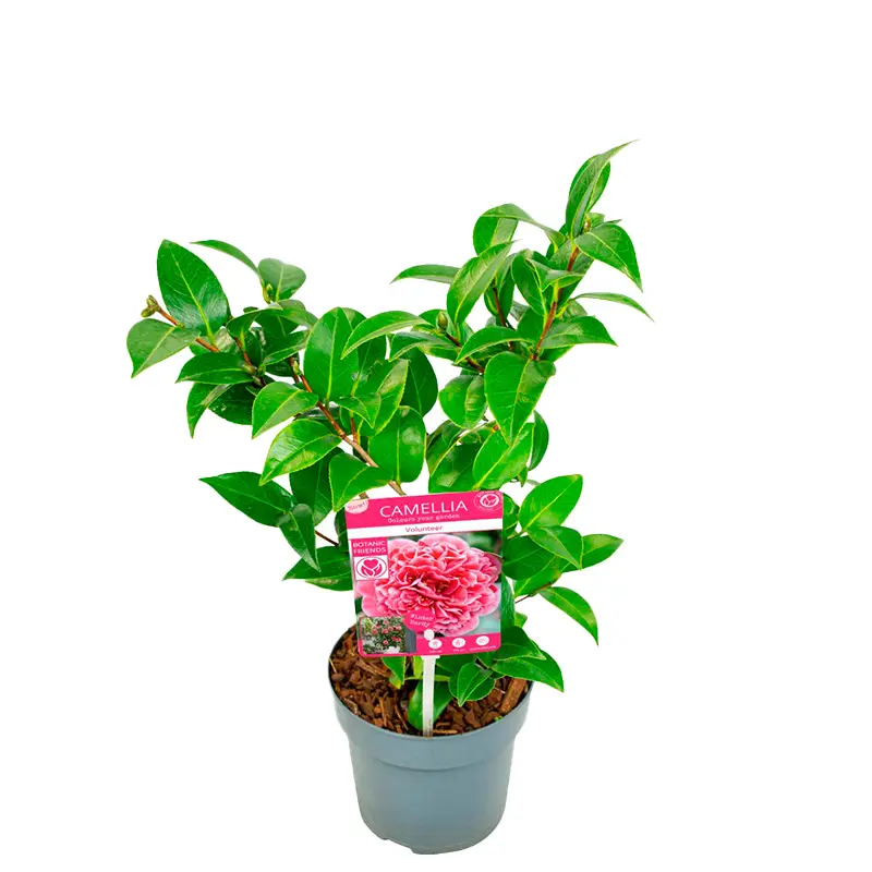 Камелия Волунтир / Camellia JAP. Volunteer купить