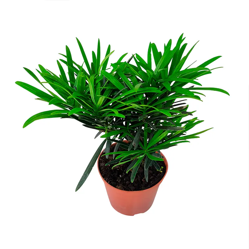 Подокарпус, подокарп, многоплодник / Podocarpus