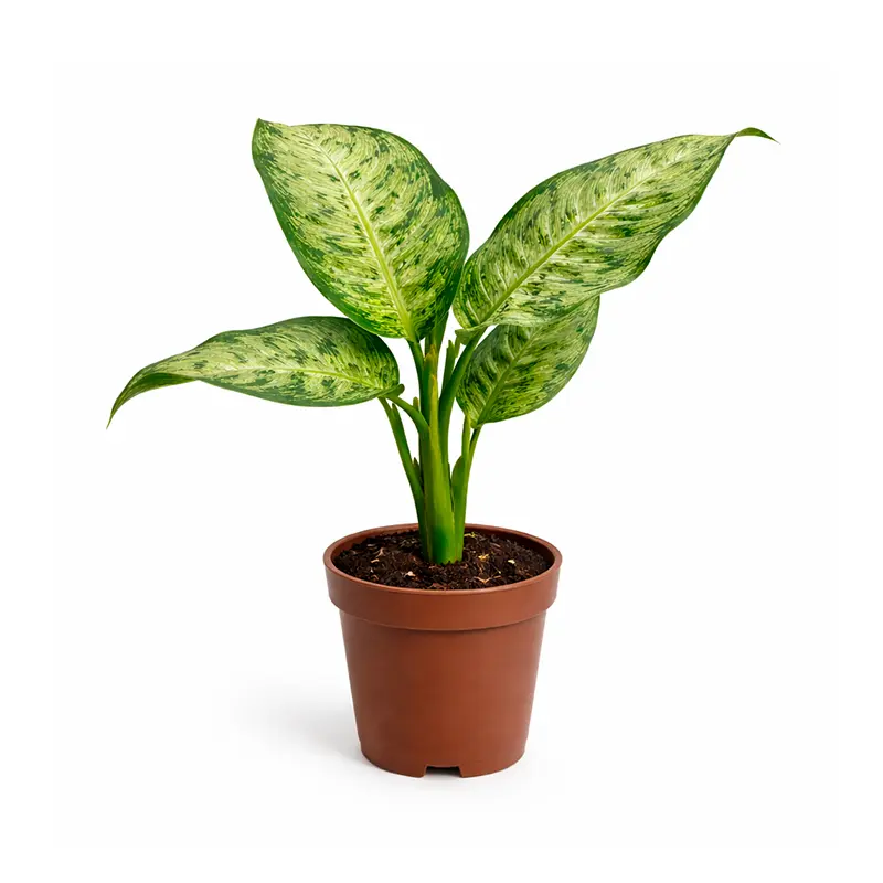 Dieffenbachia Snow White бело-зелёные листья