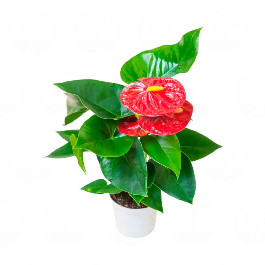 Антуриум Роял Чампион / Anthurium ROYAL CHAMPION купить
