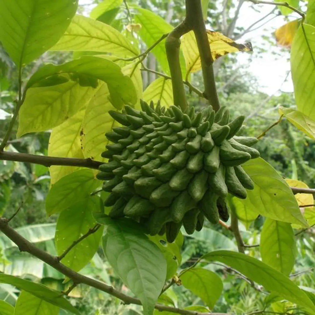 Роллиния деликатесная / Бириба / Rollinia deliciosa