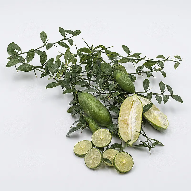 Микроцитрус Фаустрайм / Microcitrus Faustrime — цитрусовое растение, детальное фото
