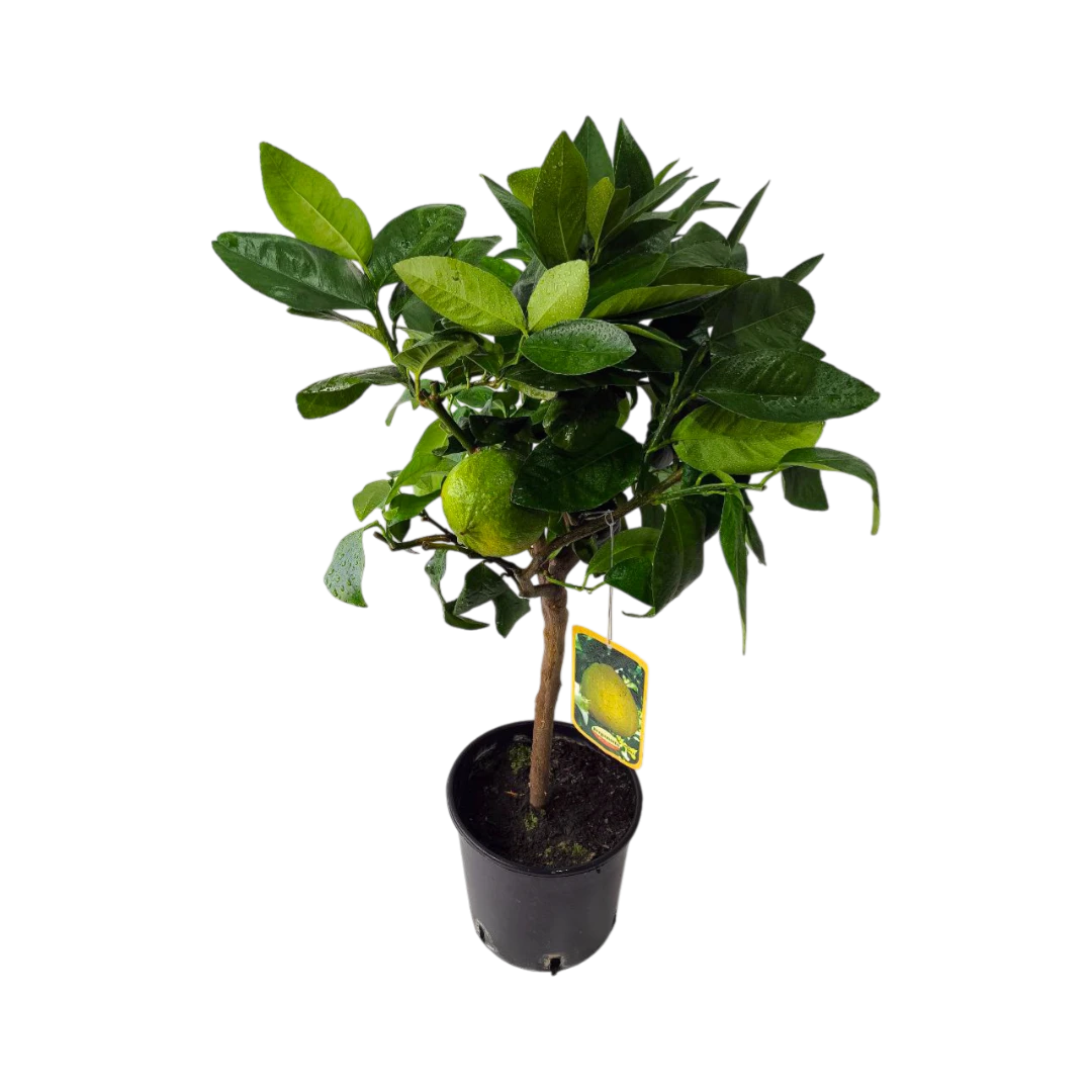 Бергамот Фантастико / Bergamot Fantastico — цитрусовое растение, детальное фото
