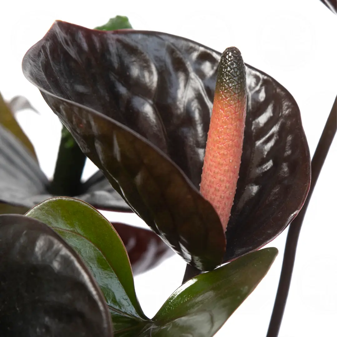 Антуриум Блэк Лав / Anthurium BLACK LOVE купить