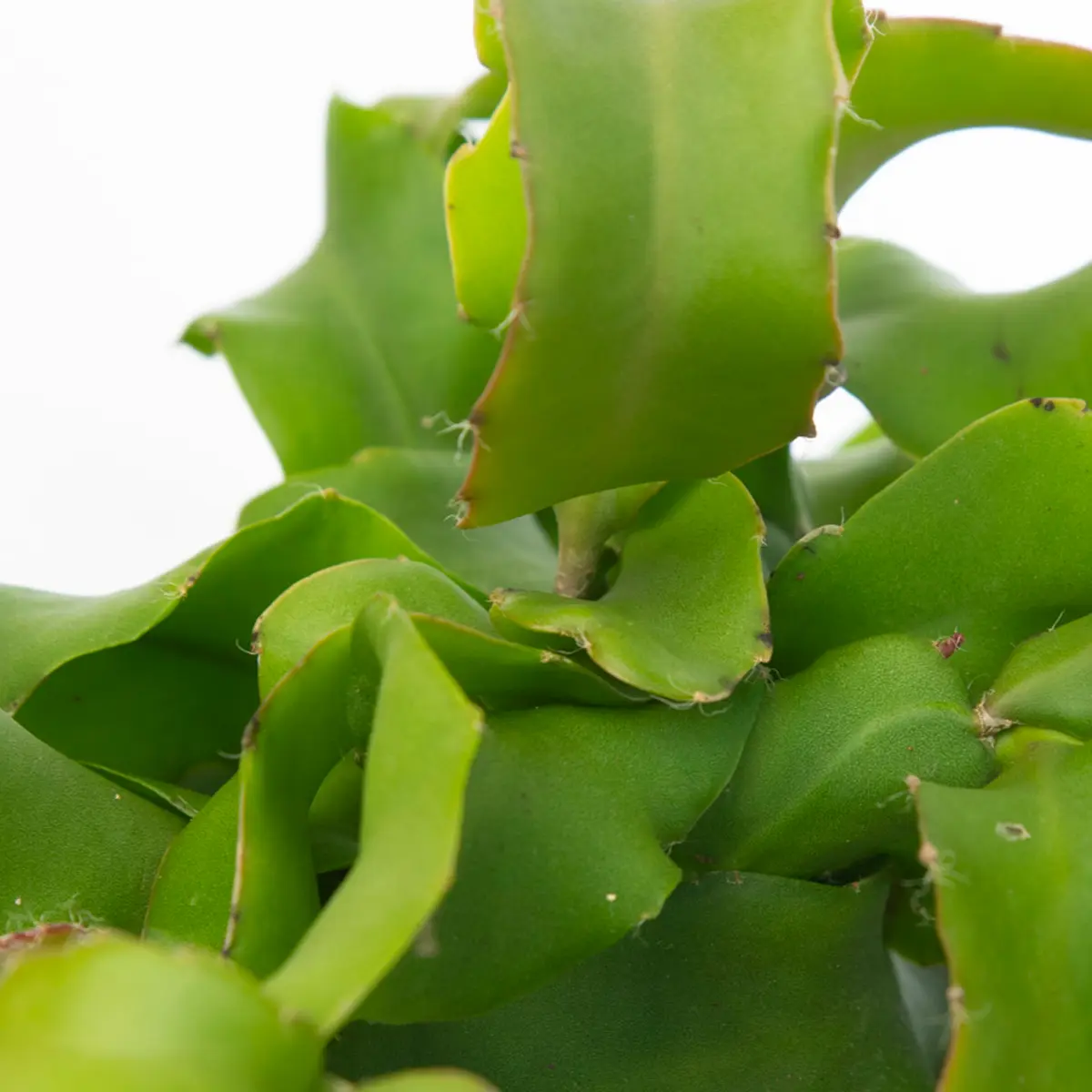 Эпифиллум Гватемальский / Epiphyllum guatemalense