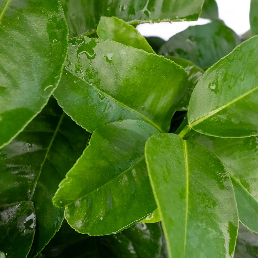 Бергамот Кастагнаро / Bergamot Castagnaro — цитрусовое растение, детальное фото
