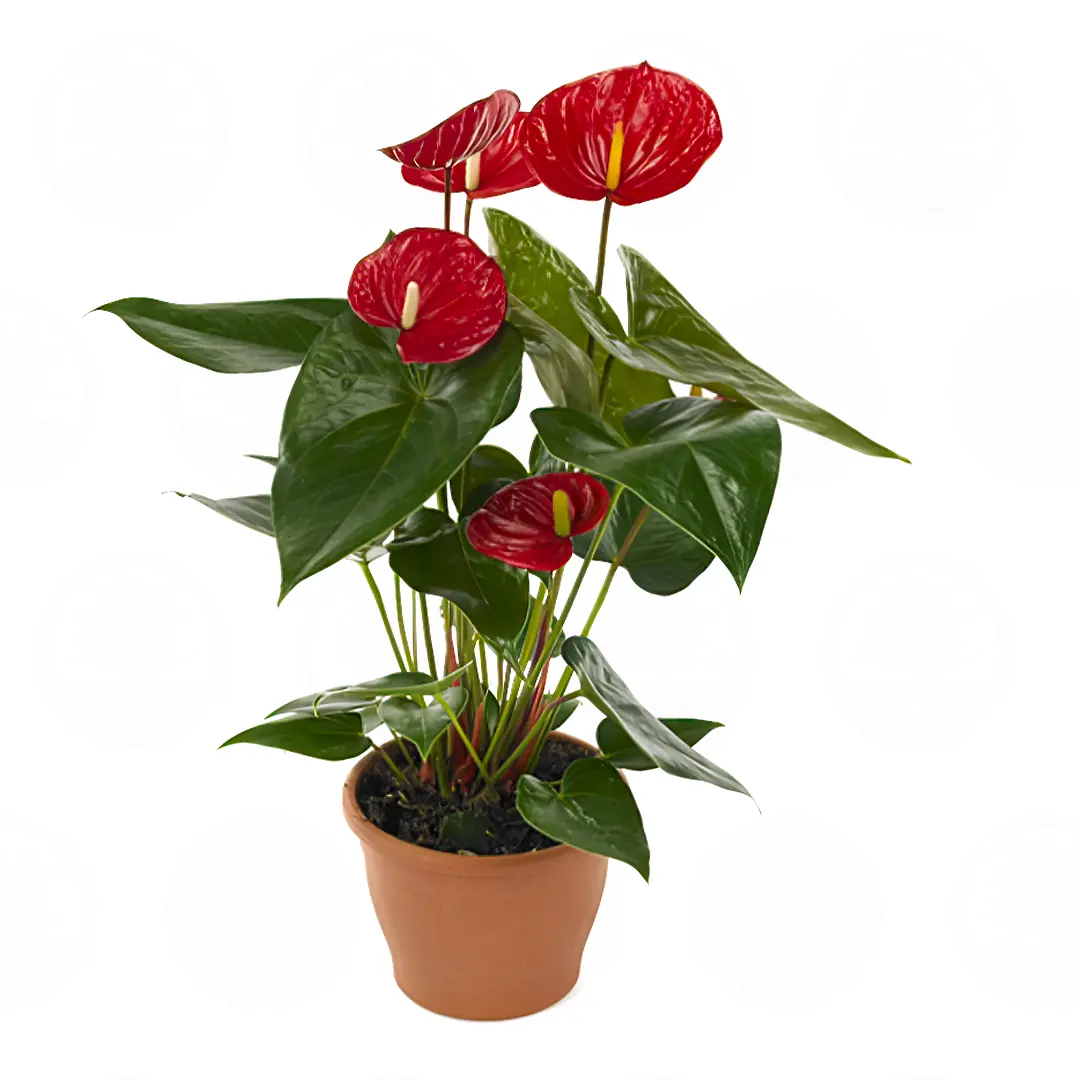 Антуриум Оклахома / Anthurium OKLAHOMA купить