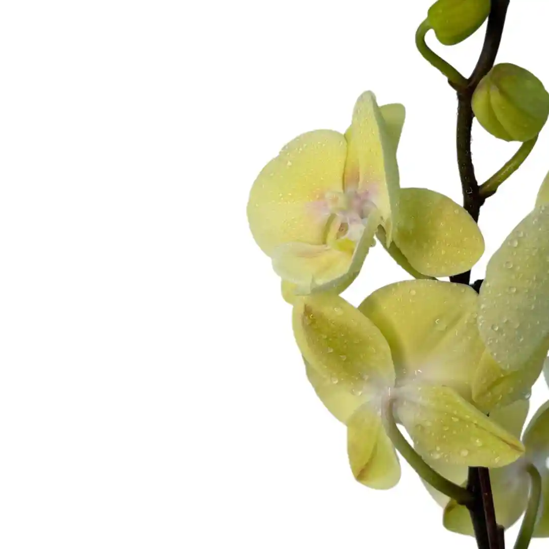 Фаленопсис Король Обезьян / Phalaenopsis 'Monkey King' 1 ств купить