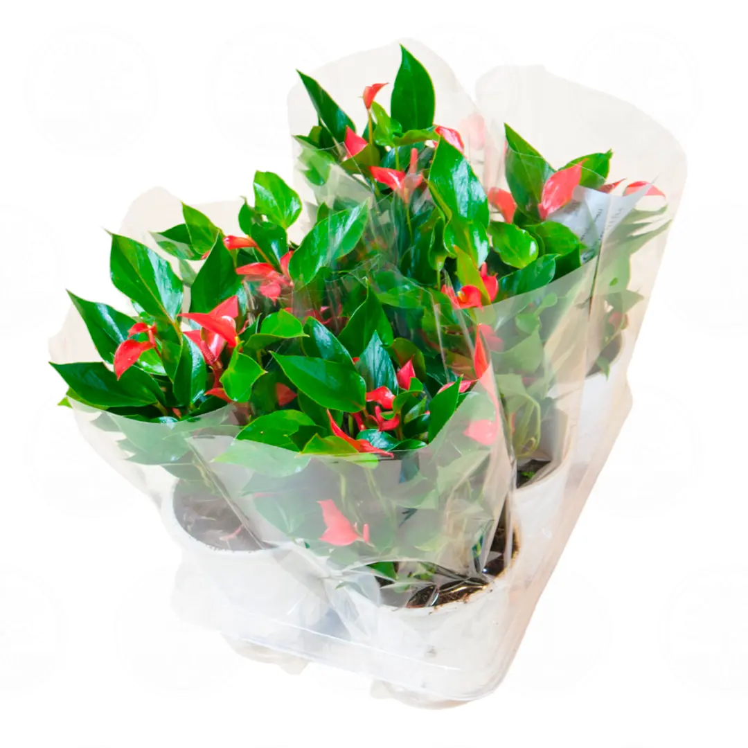 Антуриум Фламинго Шик / Anthurium Flamingo Chique купить