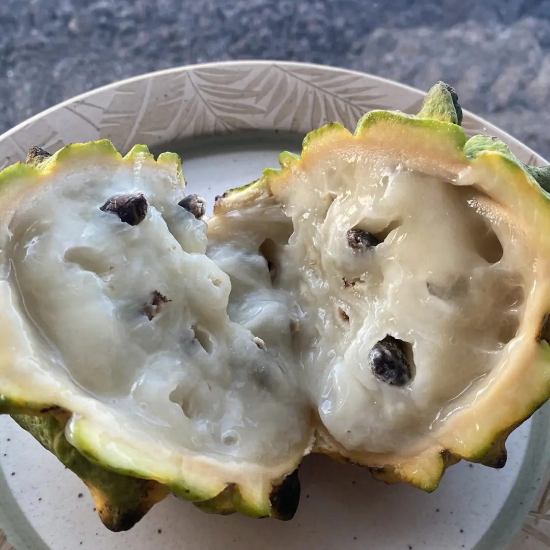 Роллиния деликатесная / Бириба / Rollinia deliciosa