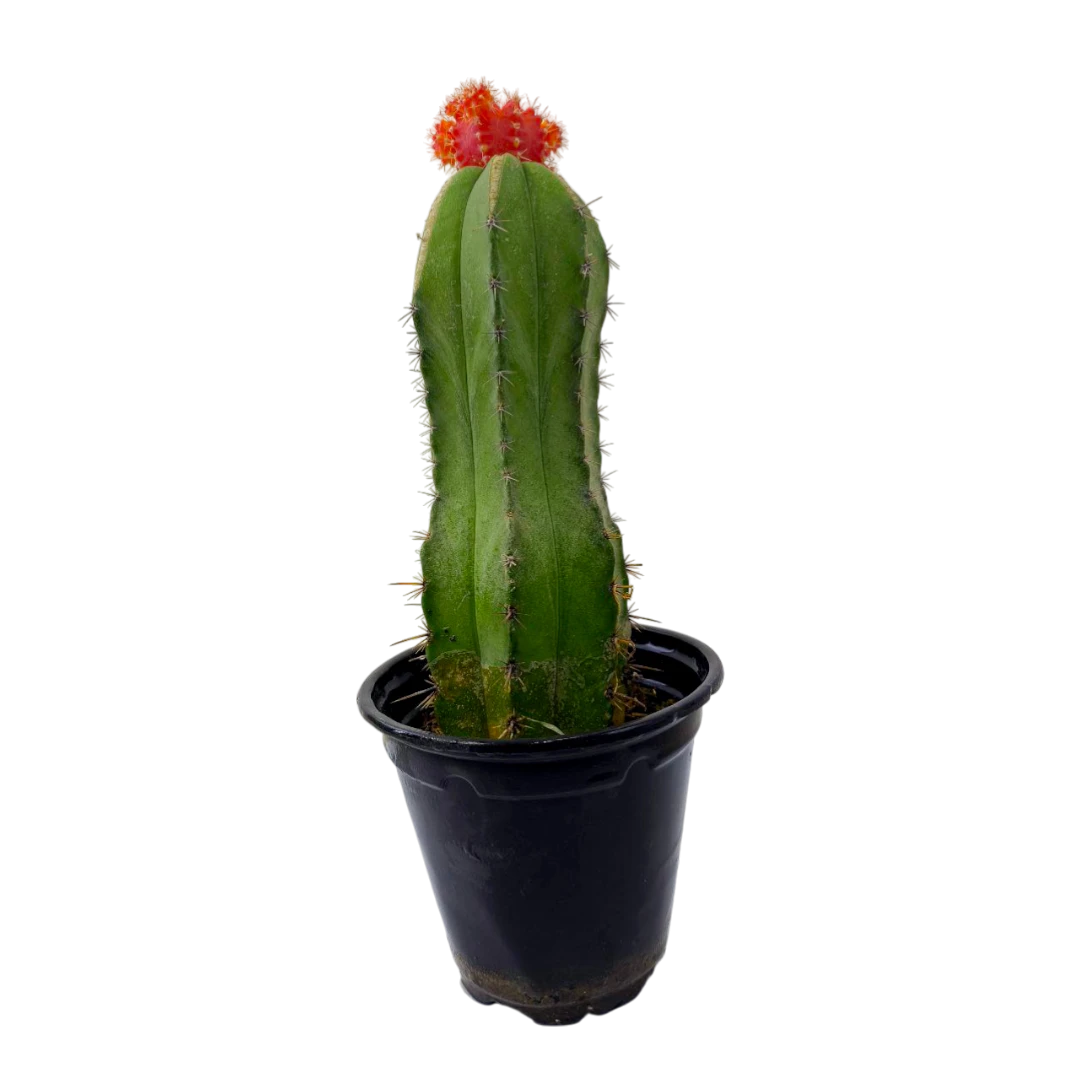 Гимнокалициум Фридриха / Gymnocalycium Friedrichii купить