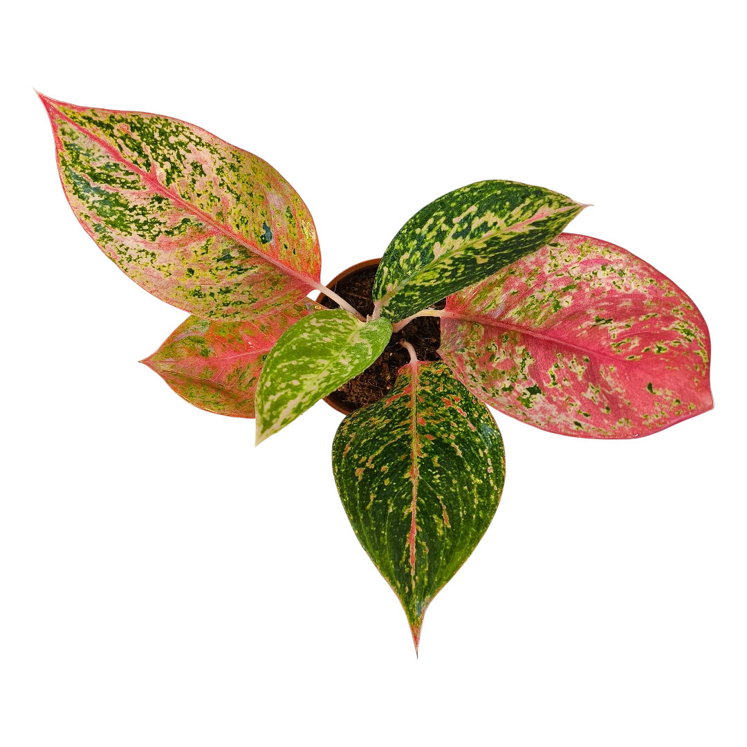 Аглаонема Руби Супер Пинк / Aglaonema 'Ruby Super Pink купить