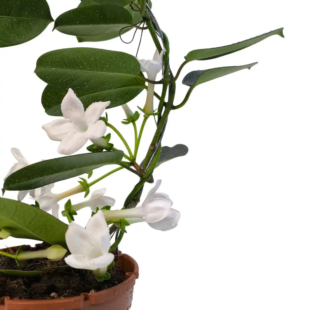 Стефанотис Флер Парфюм / Stephanotis Fleur Parfum 1-2 купить