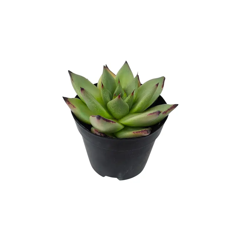 Эхеверия Блэк Кристал / Echeveria Black Crystal купить