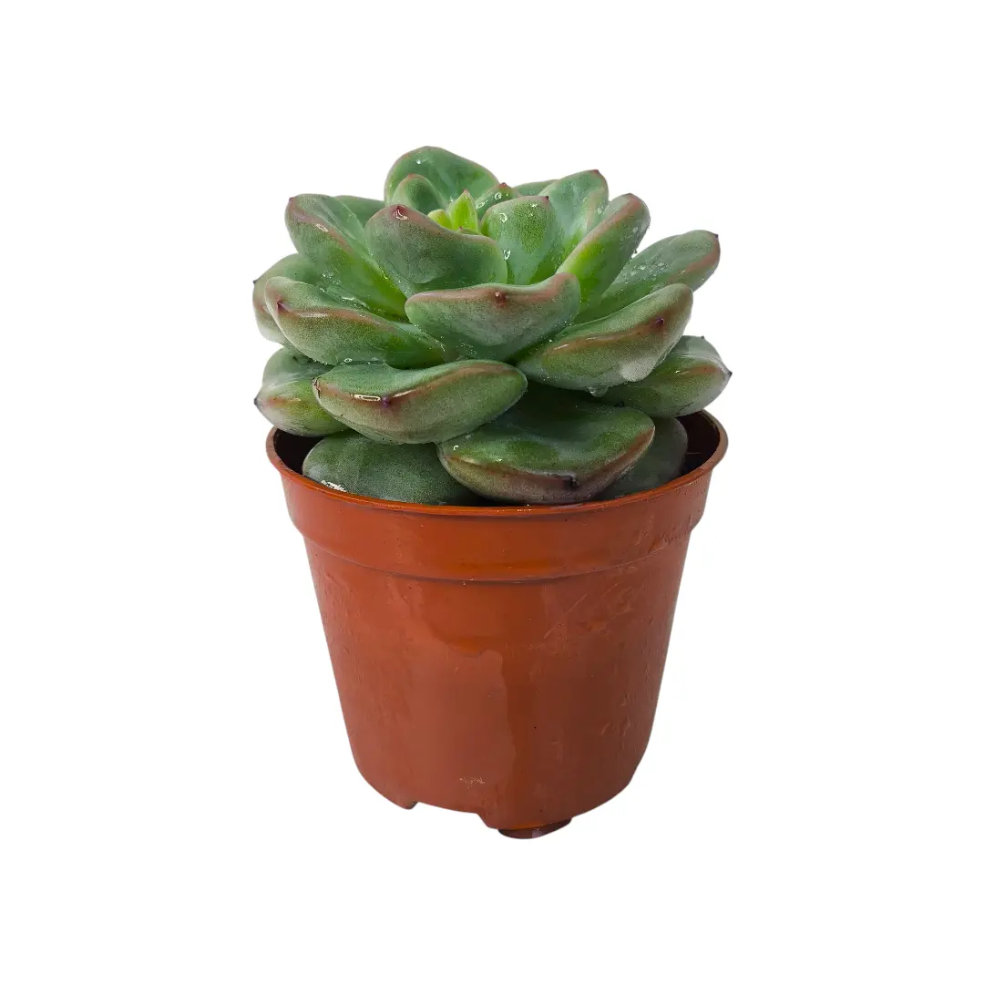 Эхеверия Строберри / Echeveria Strawberry Ice, Strawberry Jam купить