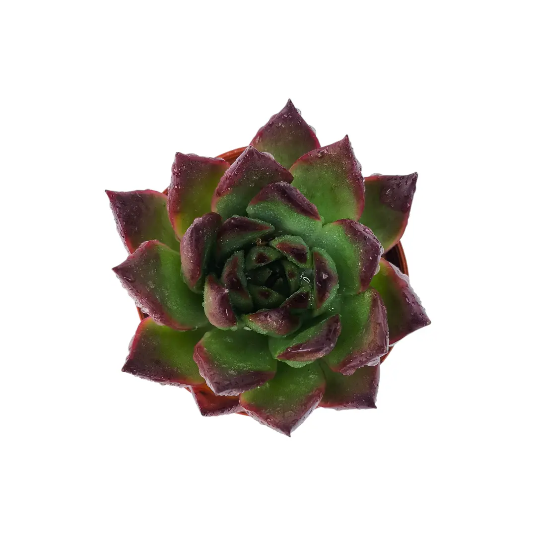 Эхеверия Агавовидная Мустанг / Echeveria agavoides Mustang купить