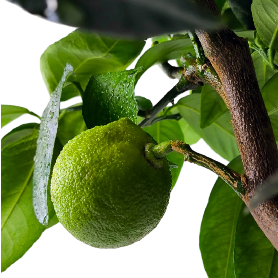 Бергамот Фантастико / Bergamot Fantastico — цитрусовое растение, детальное фото
