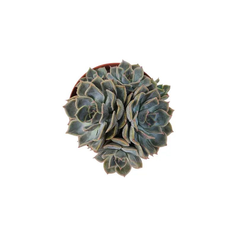 Эхеверия Фиона / Echeveria Fiona купить