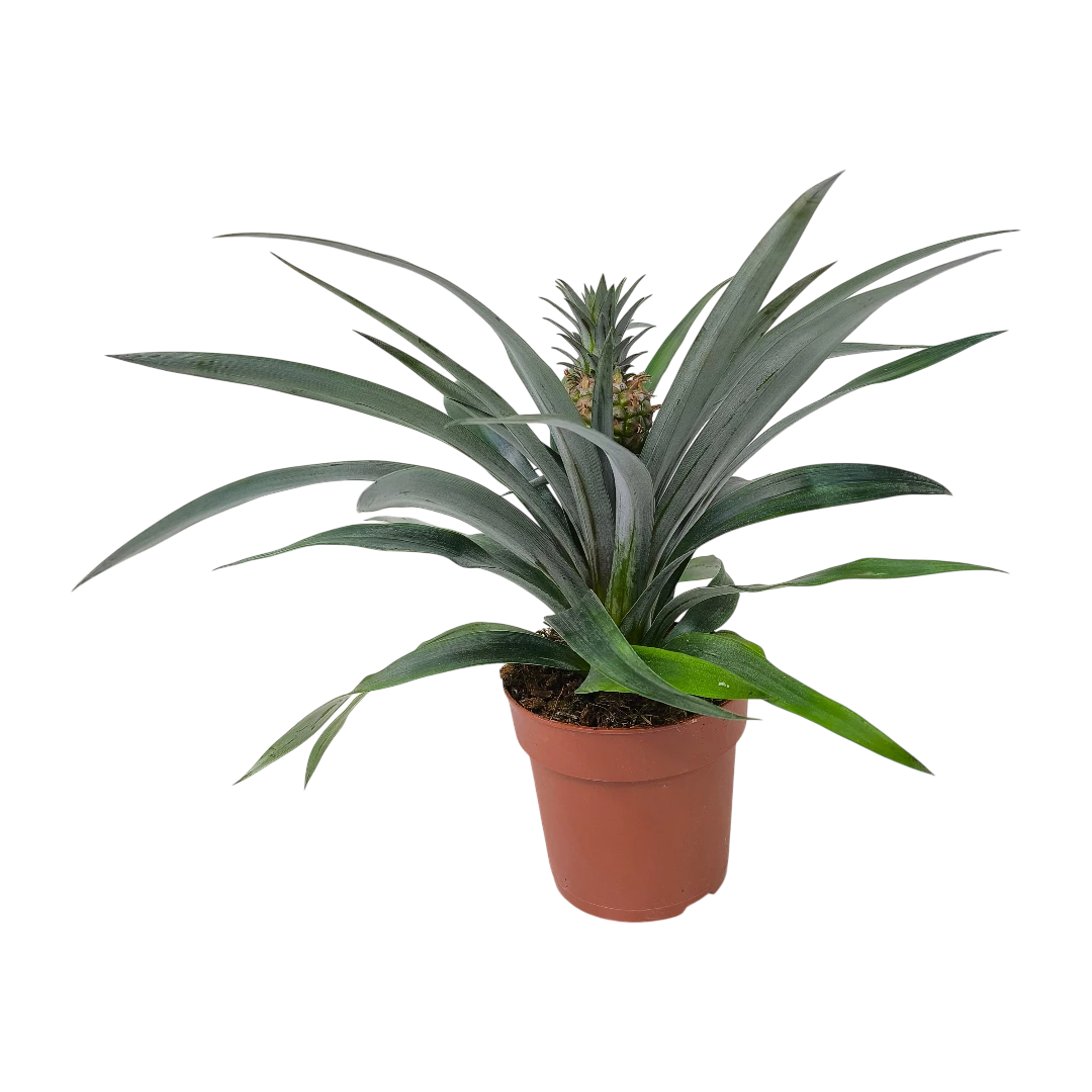 Ананас Розита / Ananas Rosita