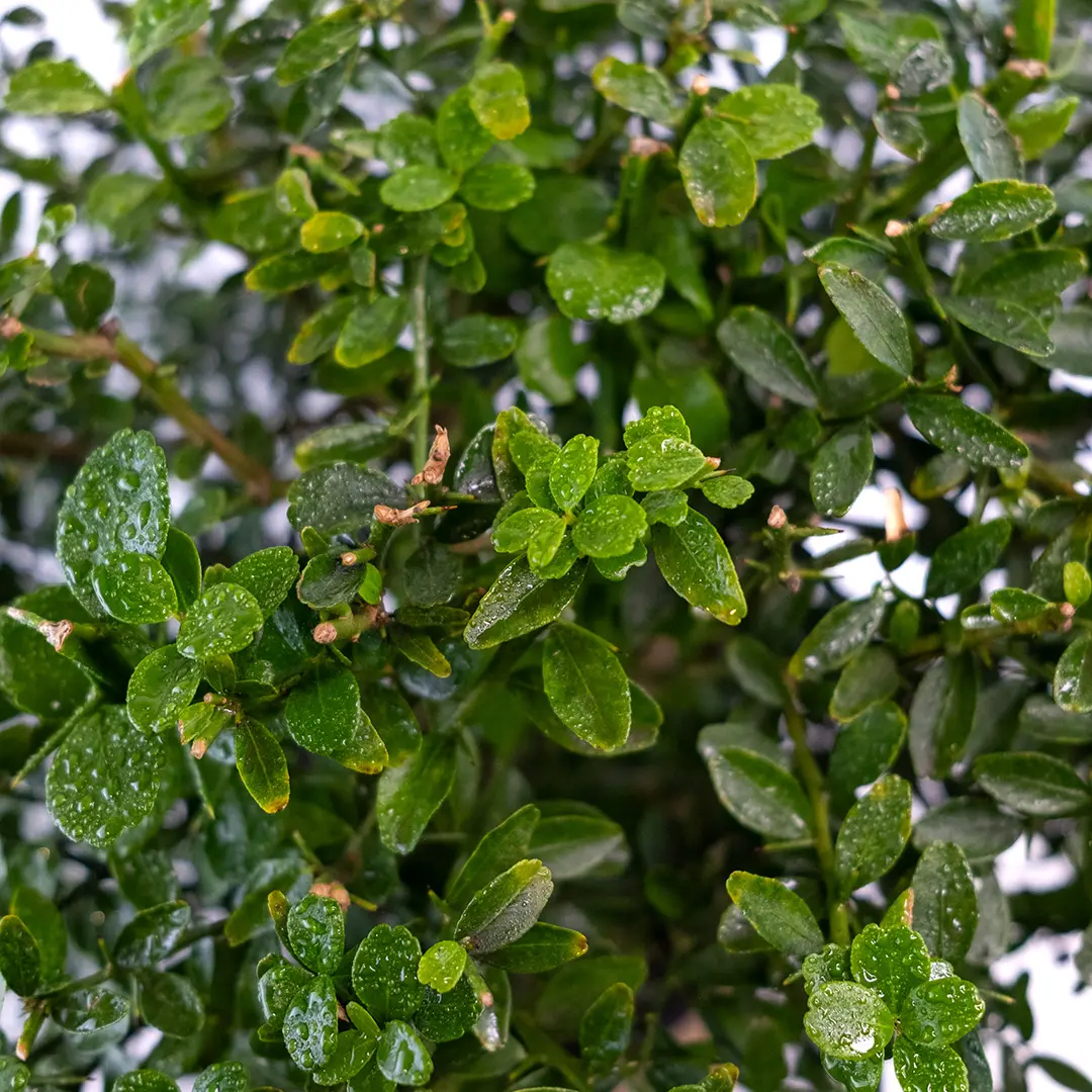 Микроцитрус Роса / Microcitrus Rosa — цитрусовое растение, детальное фото
