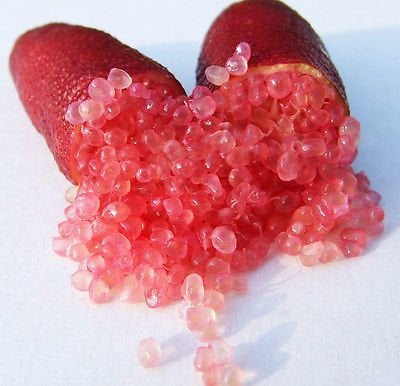 Микроцитрус вариегатный(Microcitrus australasica Finger Lime "Red Champegne" variegated) — цитрусовое растение, детальное фото
