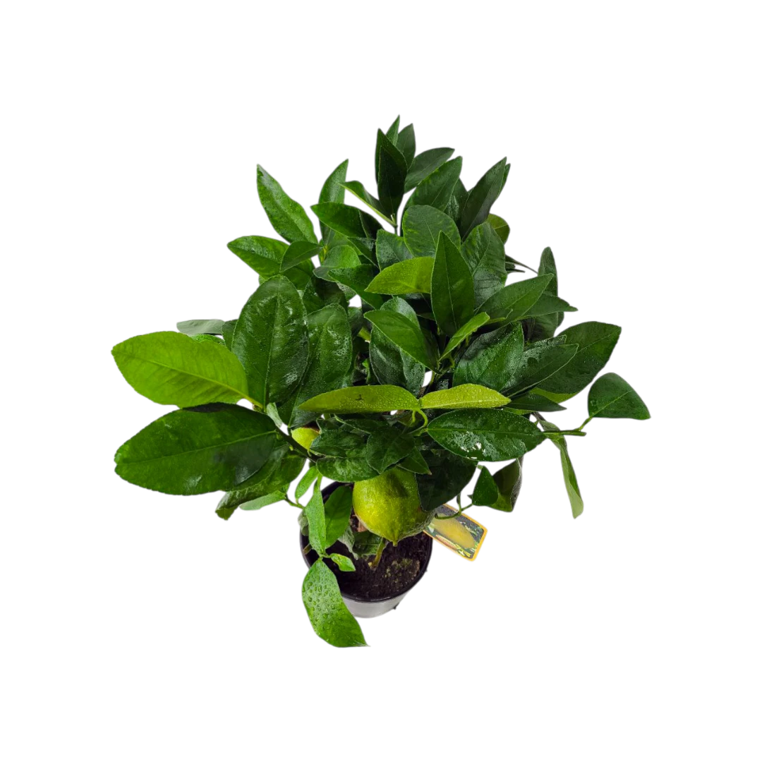 Бергамот Фантастико / Bergamot Fantastico — цитрусовое растение, детальное фото
