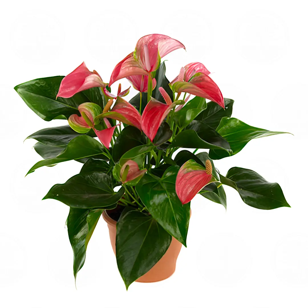 Антуриум Джоли / Anthurium JOLI купить