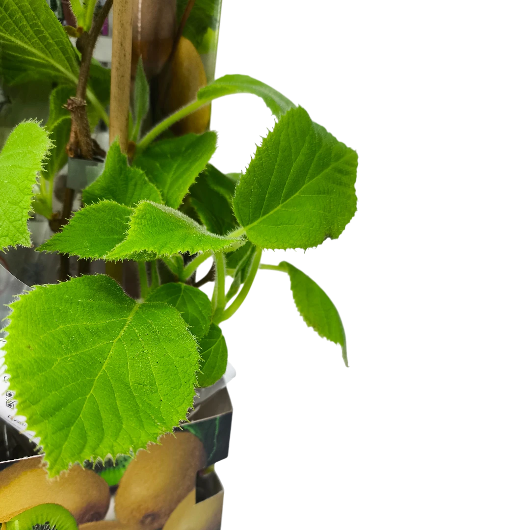 Актинидия деликатесная Дженни (самоплодная)/ Actinidia deliciosa Jenny