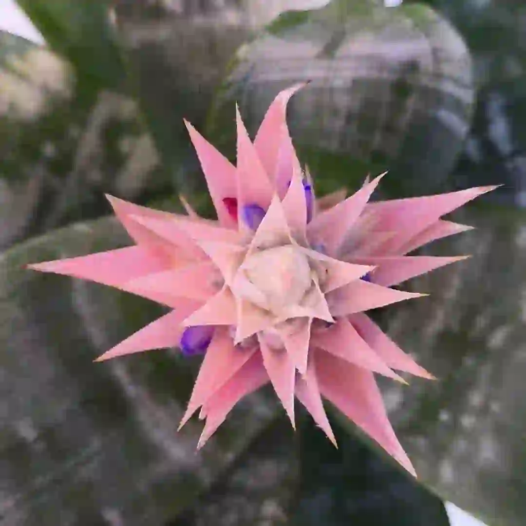 Эхмея фасциата Примера/ Aechmea fasciata Primera купить