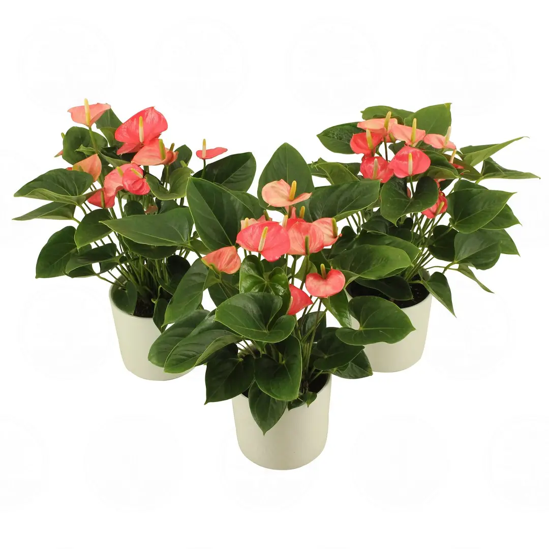 Антуриум Фламинго Пинк / Anthurium Flamingo Pink купить