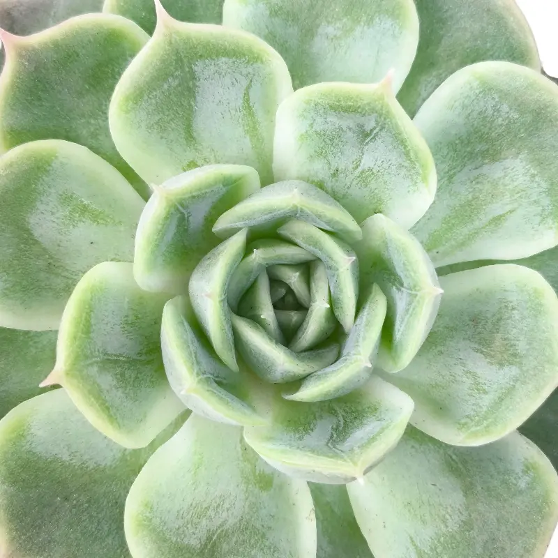 Эхеверия Онслоу /  Echeveria Onslow купить