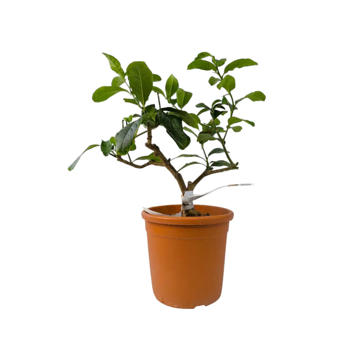 Цитрон Этрог / Citrus medica Etrog — цитрусовое растение, детальное фото
