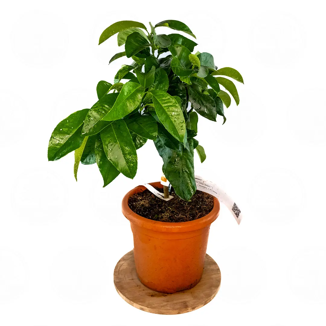 Бергамот Кастагнаро / Bergamot Castagnaro — цитрусовое растение, детальное фото
