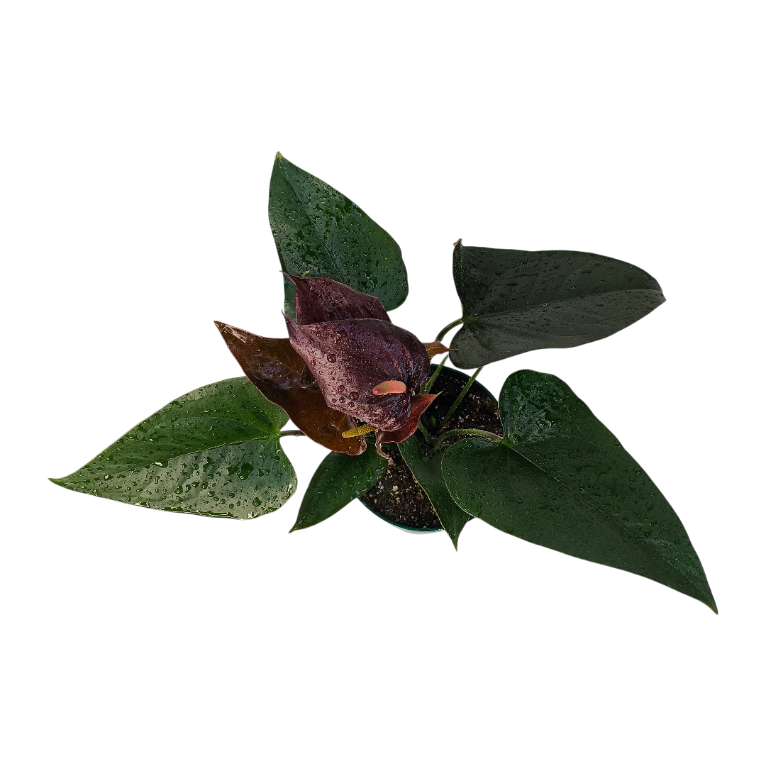 Антуриум Андрианум Блэк Мэджик / Anthurium Andreanum Black Magic купить