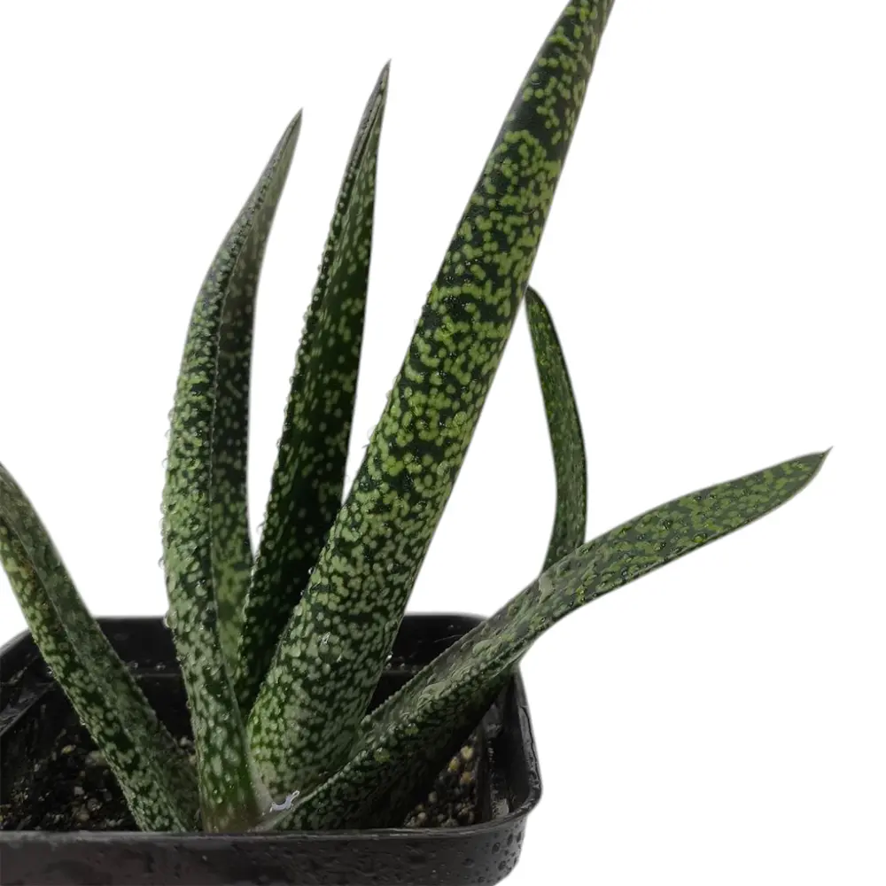 Гастерия / gasteria maculata купить
