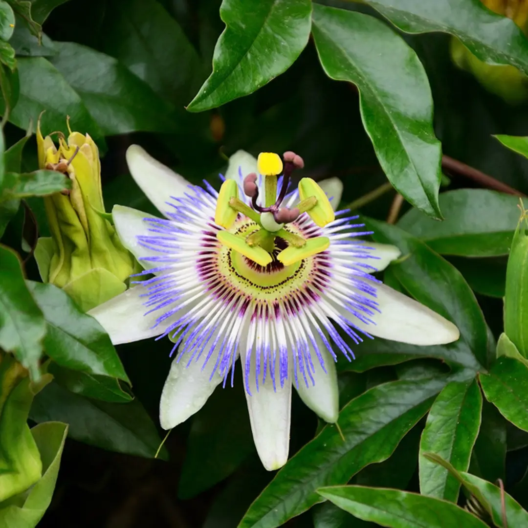 Страстоцвет / Пассифлора "Кавалерийская звезда" (Passíflora caerulea)