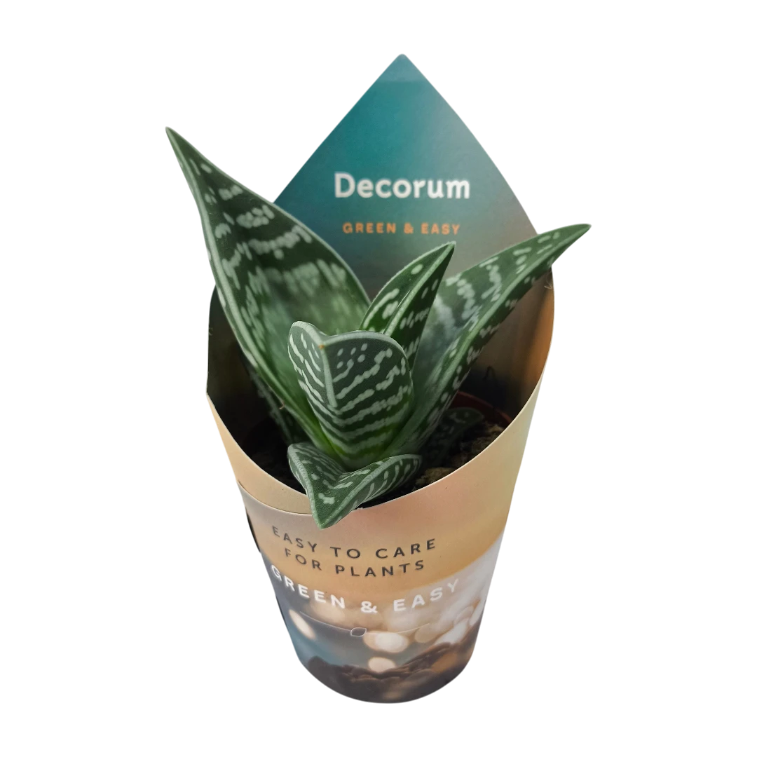 Алоэ микс / Aloë Mix (4spc.) Decorum Potcover купить