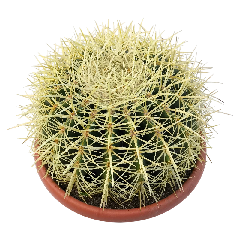 Эхинокактус Грузони / Echinocactus Grusonii купить