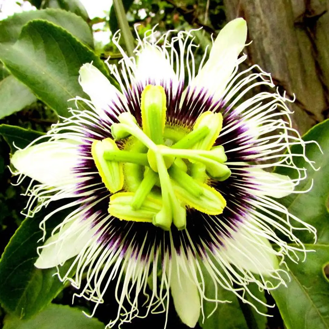 Маракуйя "Amarillo" (желтая) (Passiflora edulis - Maracuya Amarillo)