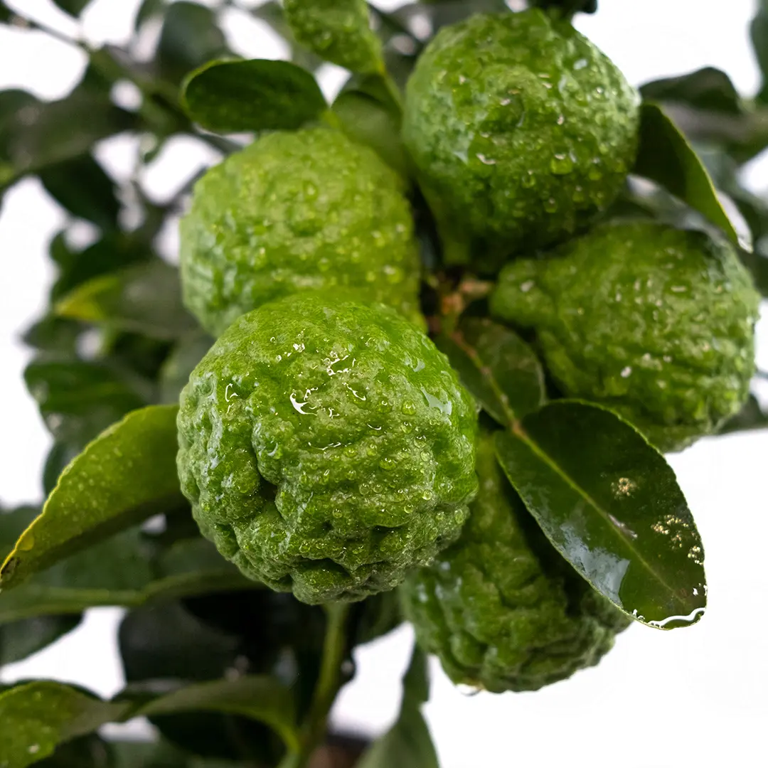 Кафрский лайм / Lime Hystrix — цитрусовое растение, детальное фото
