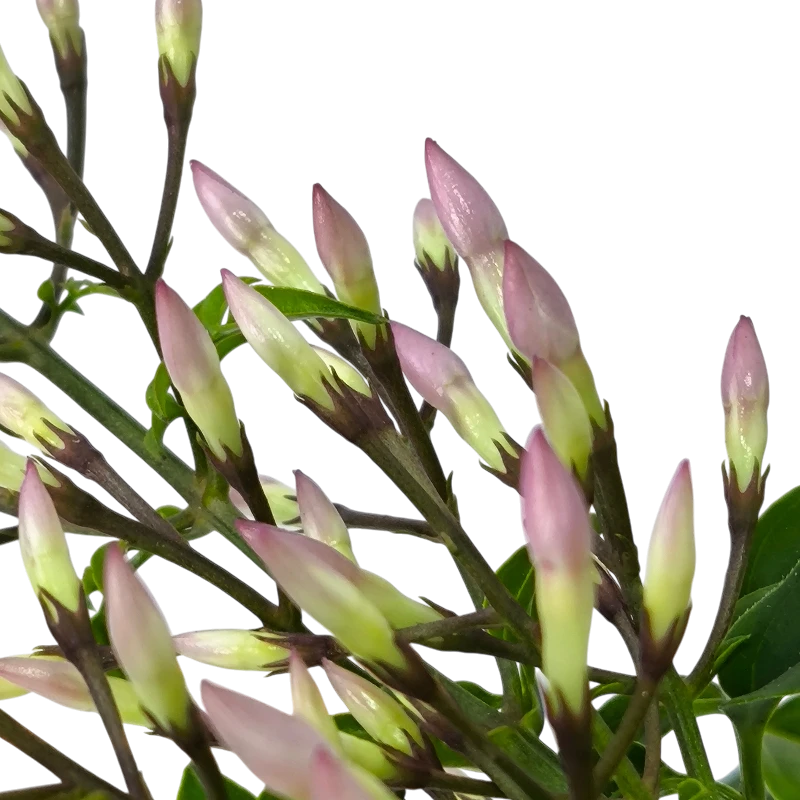 Жасмин многоцветковый /Jasminum Polyantum Wit купить
