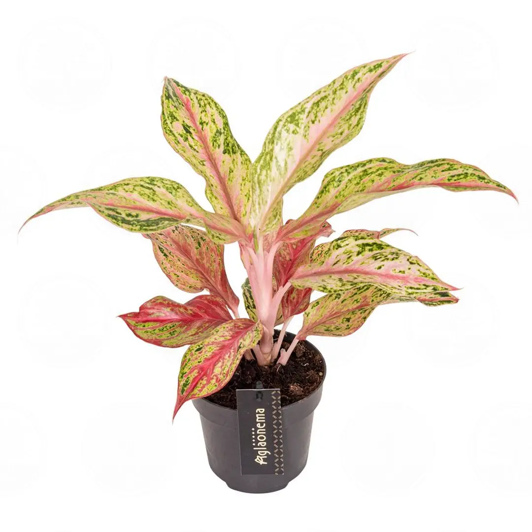 Аглаонема Тай Ред, Тайланд Рэд/ Aglaonema Thai Red, Tailand Red купить