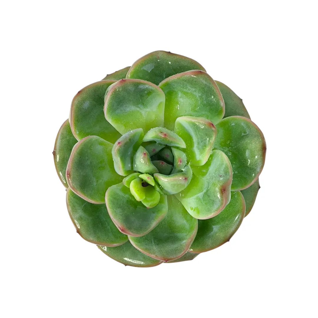 Эхеверия Строберри / Echeveria Strawberry Ice, Strawberry Jam купить